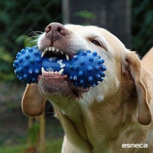 Giochi per cani: come scegliere i migliori? - Esneca Business School