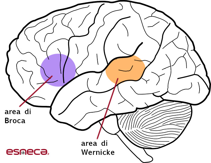 afasia neuropsicologia clinica