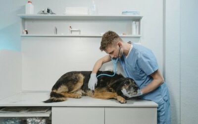 Chi è e cosa fa un assistente tecnico veterinario?