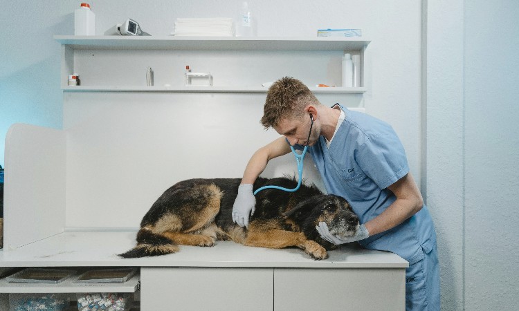 Chi è e cosa fa un assistente tecnico veterinario?
