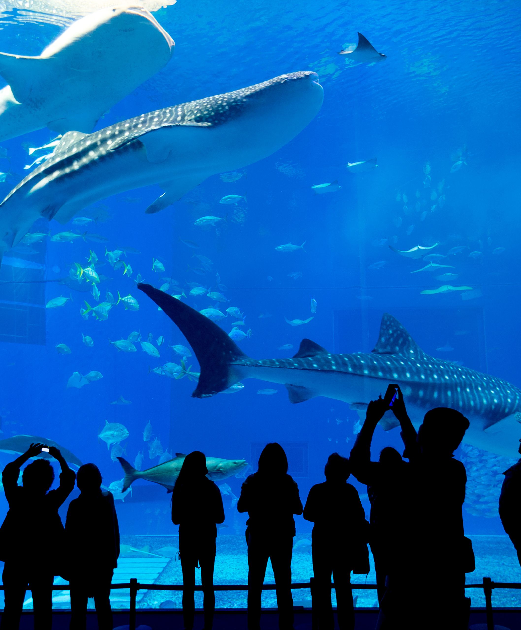 Certificazione Esperto in Gestione Integrata Degli Acquari - Diploma Autenticato da un Notaio Europeo -