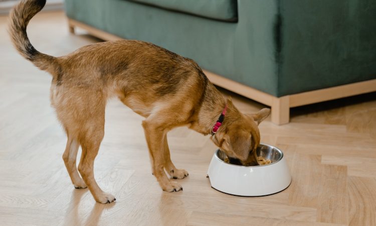 Nutrizione veterinaria: cosa dovresti sapere?