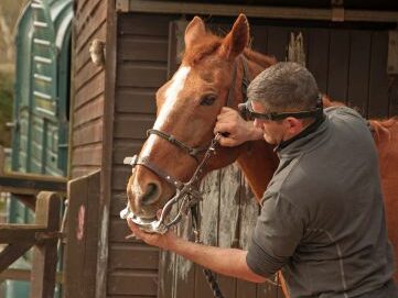 Principi del Comportamento Equino