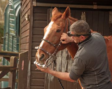 Principi del Comportamento Equino