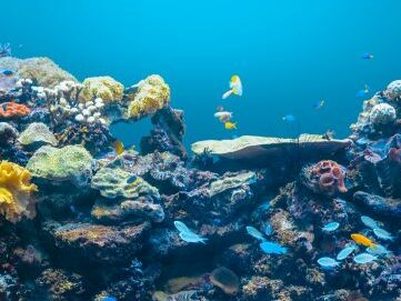 Certificazione in biologia marina